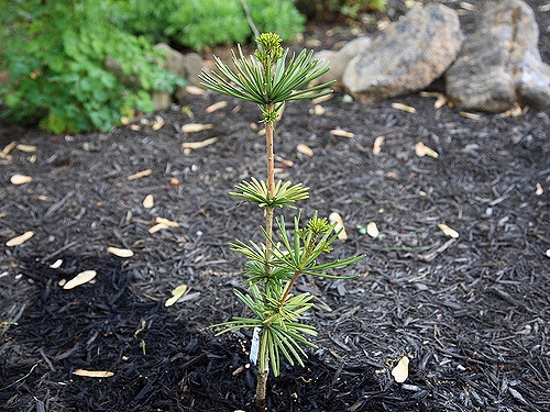 Sciadopitys verticillata