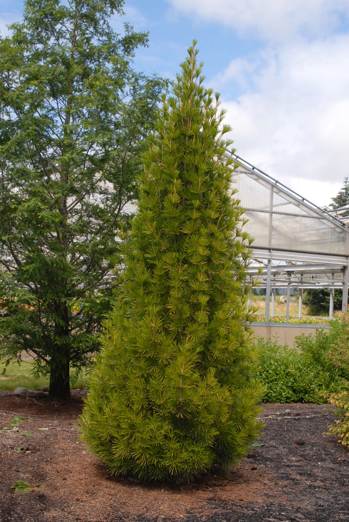 Sciadopitys verticillata