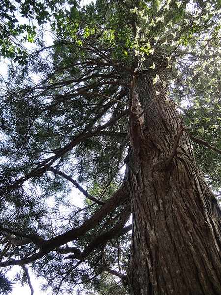 Sciadopitys verticillata