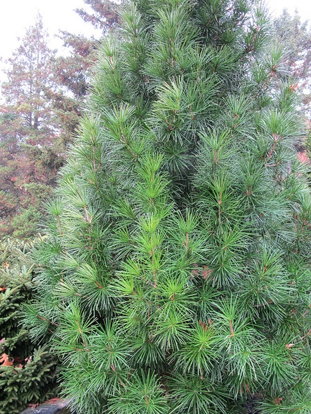 Sciadopitys verticillata