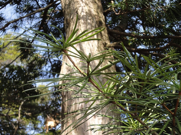 Sciadopitys verticillata