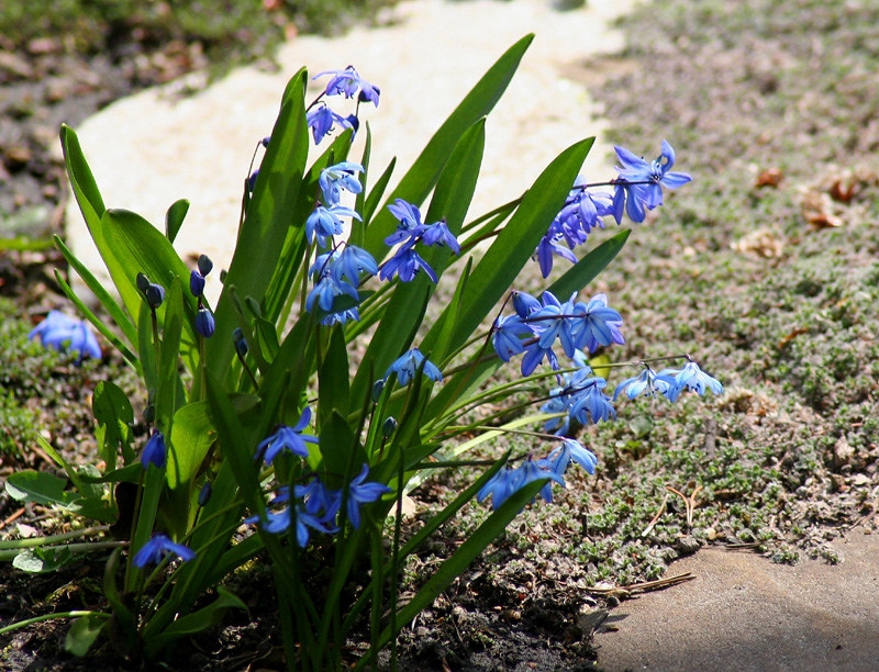 small plants with grassy leaves & blue flowers.