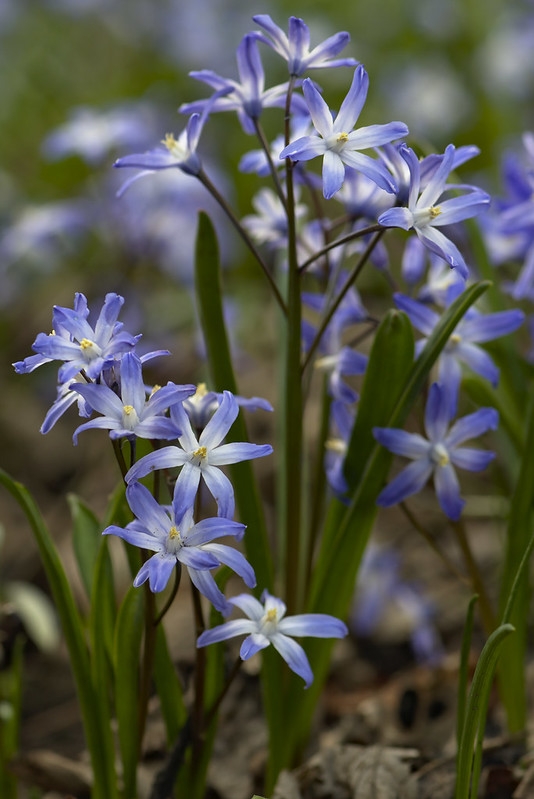 small plants with grassy leaves & pinkish blue flowers.
