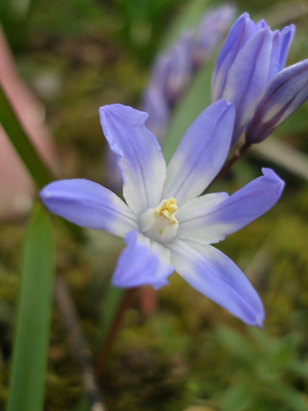 close up of blue-pink flower.