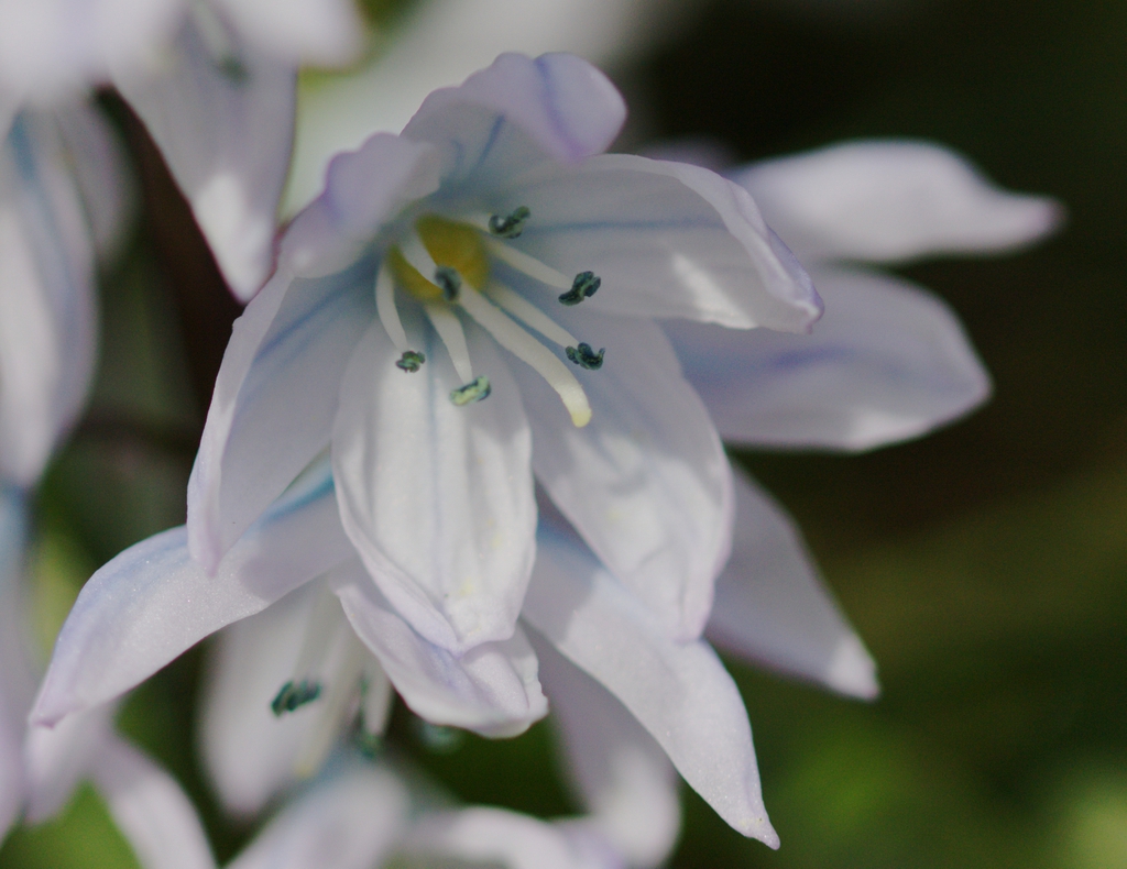 Close up of flower
