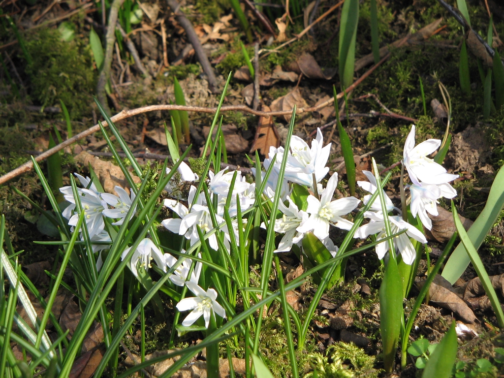 Form