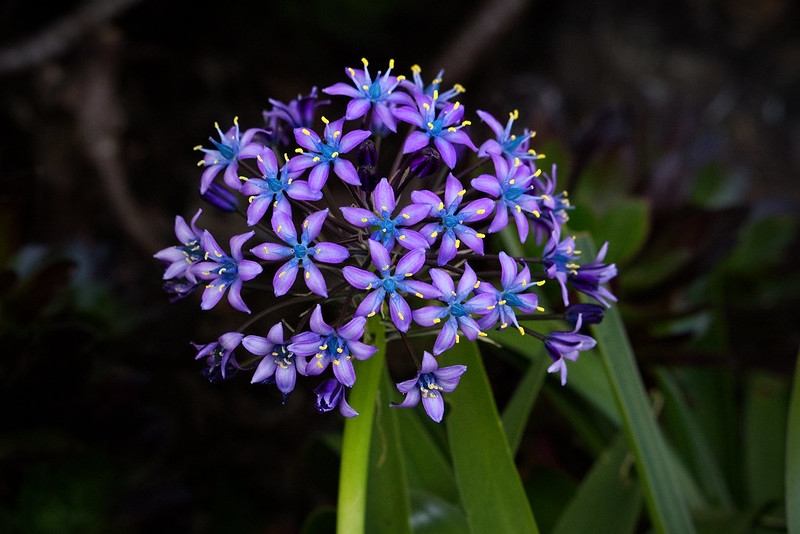 cluster of purple-blue, star-shaped flowers.
