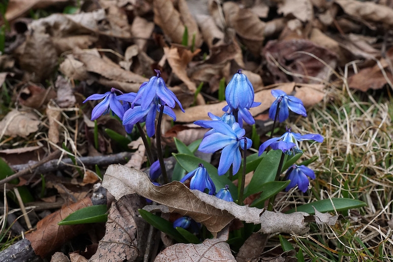 cluster of low-growing, blue-flowered bulb plants.