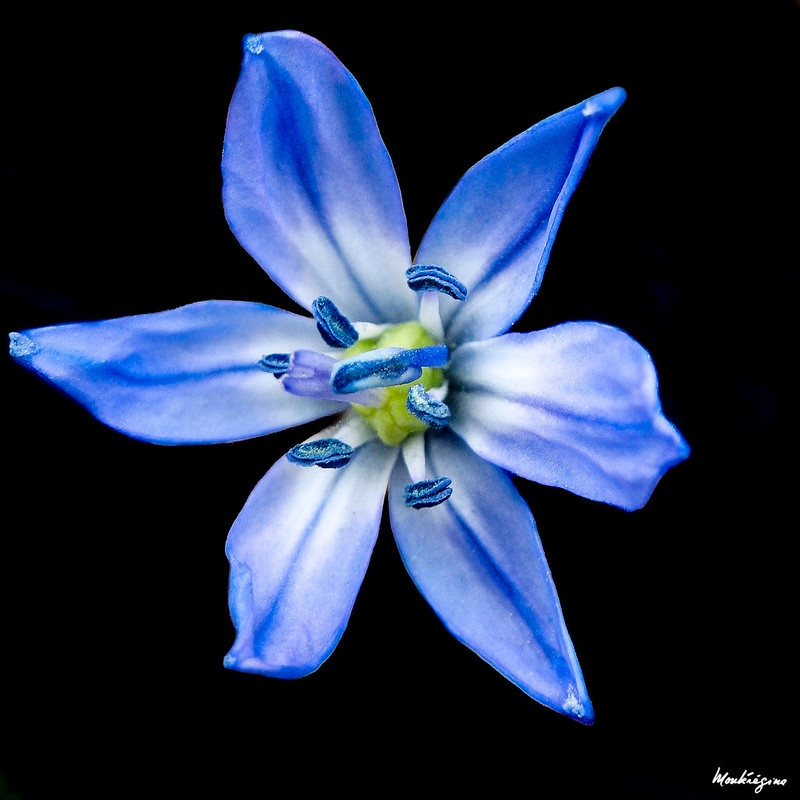 Close-up of single blue flower with blue anthers.