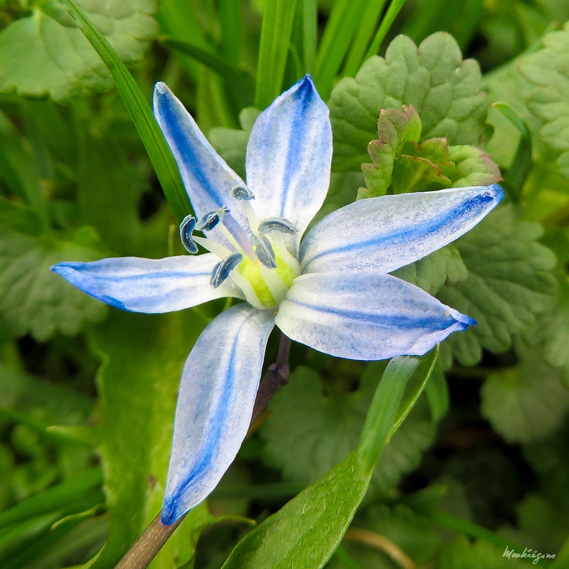 Close-up of single blue flower with blue anthers.