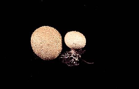 Scleroderma aurantium