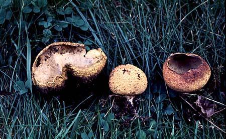 Scleroderma aurantium