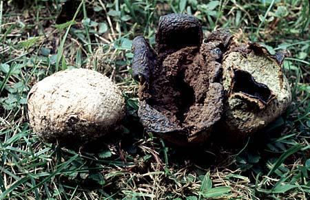 Scleroderma geaster