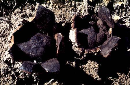 Scleroderma geaster