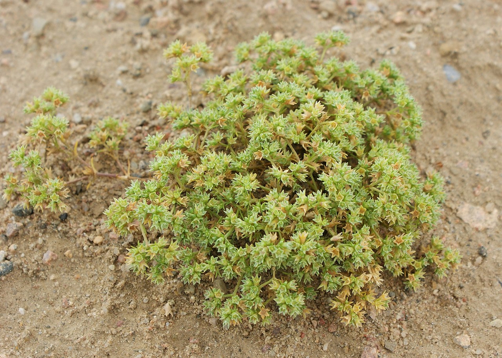 Form