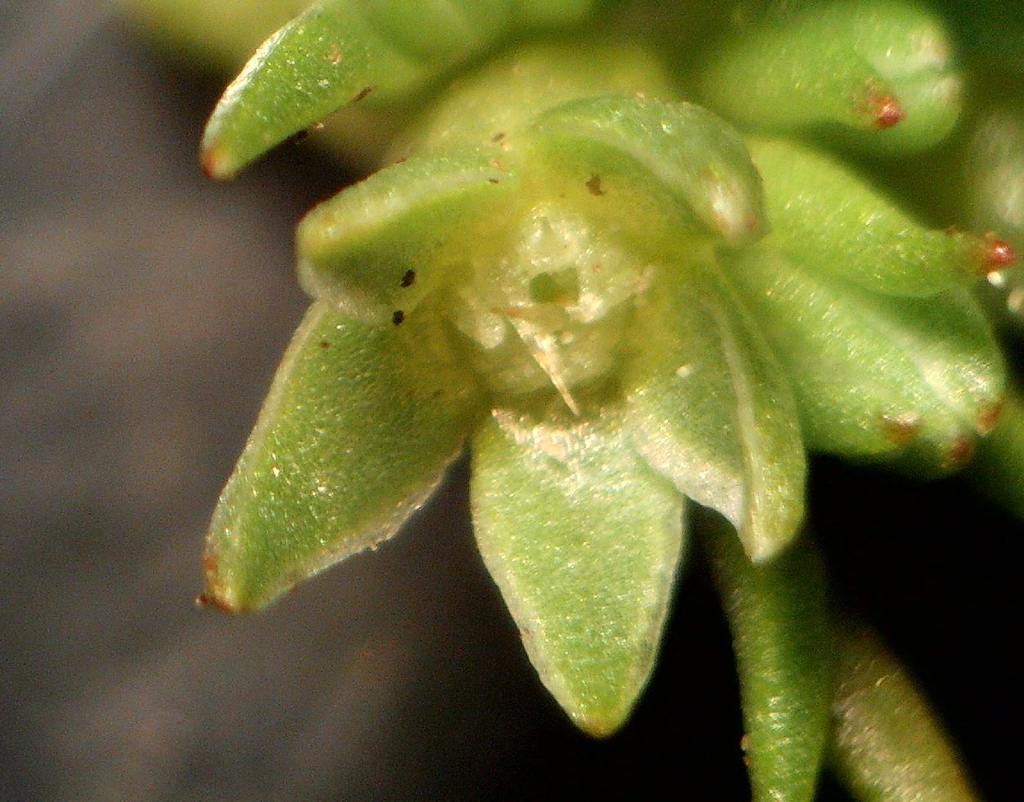 Close up of flower