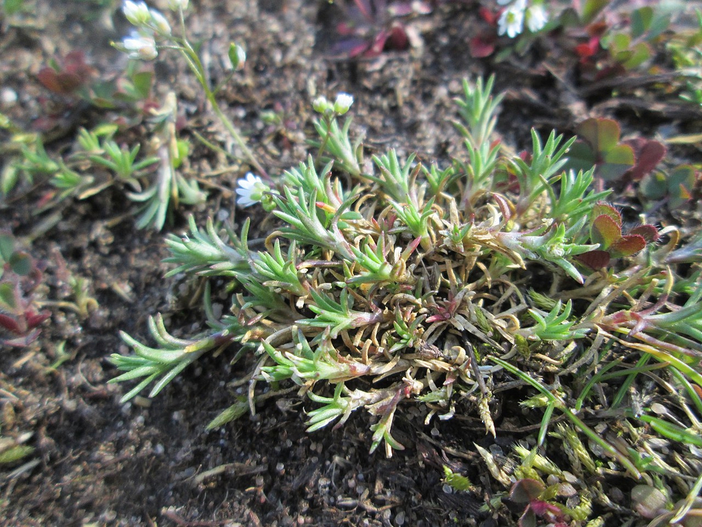 Leaves
