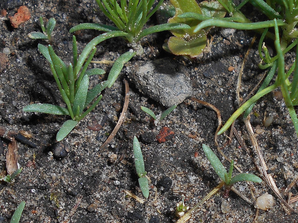 New growth