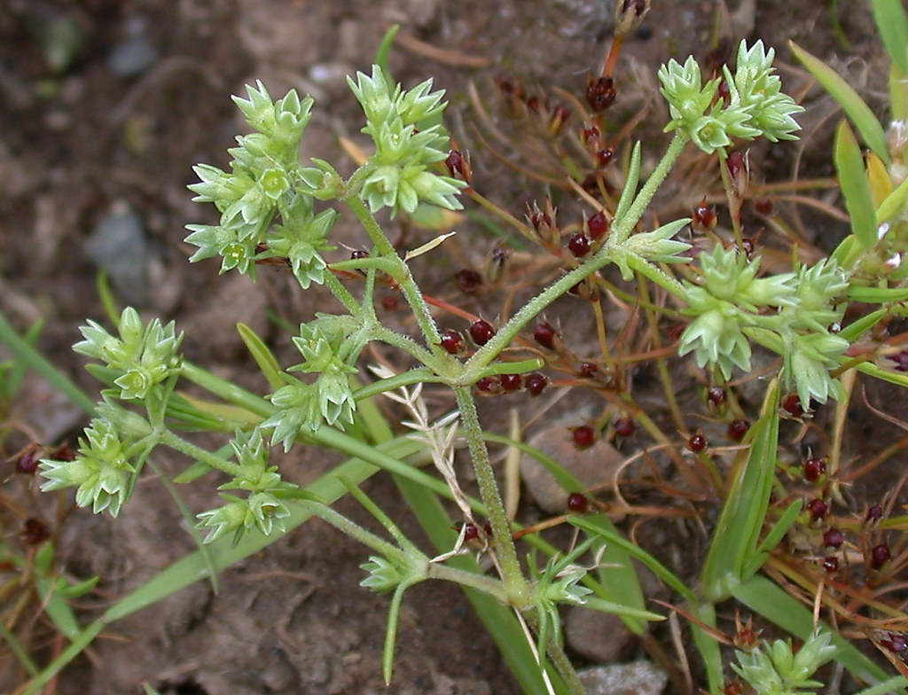 Flowers and stem