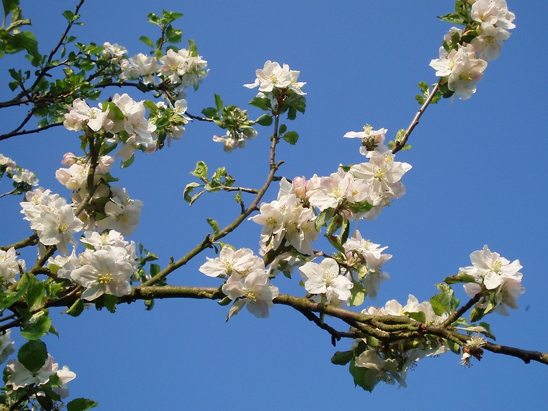 white flowers on bare branches.