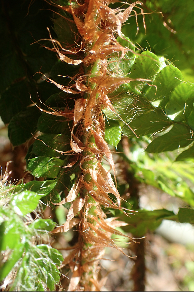 P. braunii
