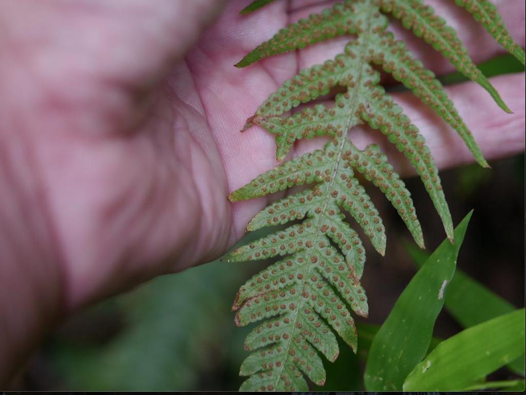Thelypteris decursive-pinnata