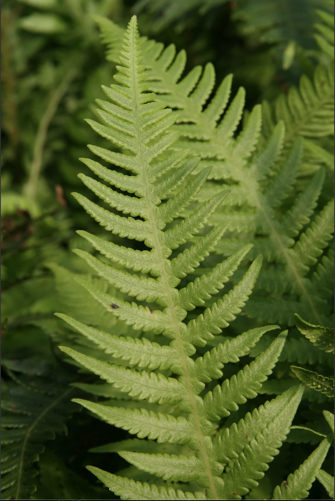 Thelypteris recursive-pinnata