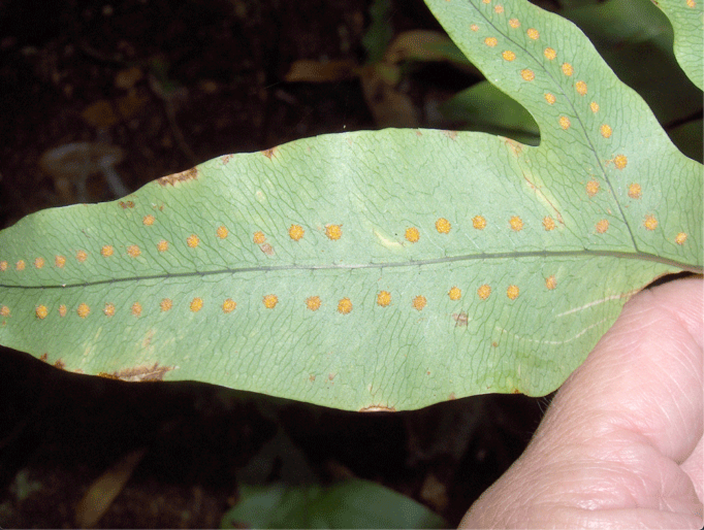 P. aureum