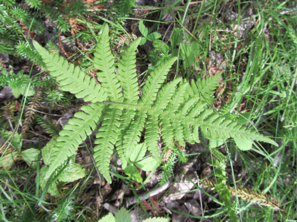 frond