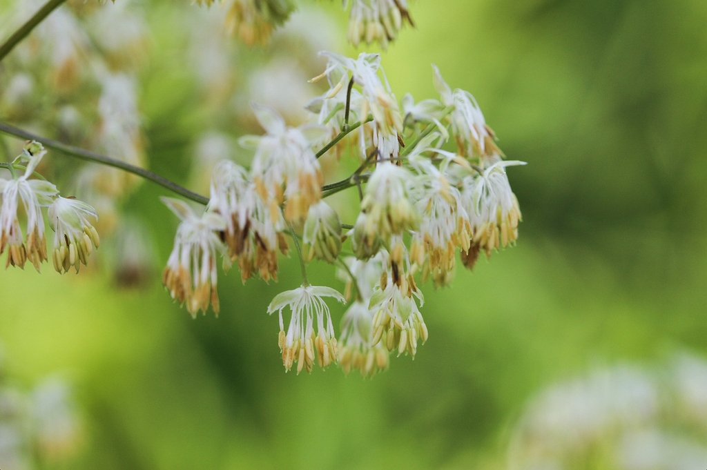 Thalictrum dasycarpum