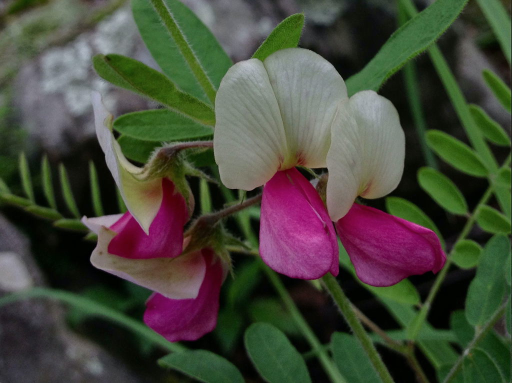 Tephrosia virginiana