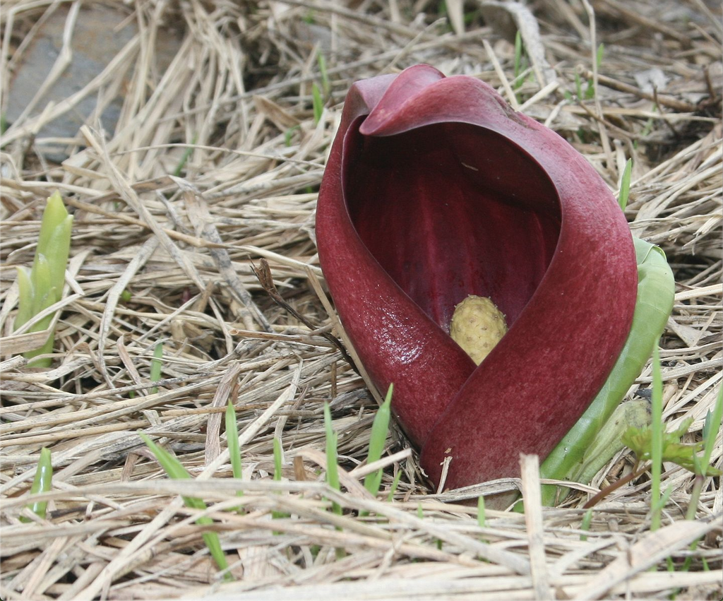 Symplocarpus foetidus