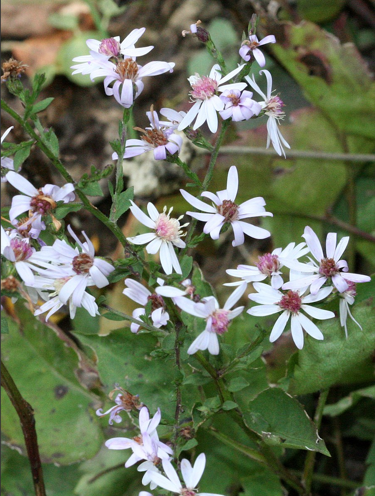 Symphyotrichum cordifolium