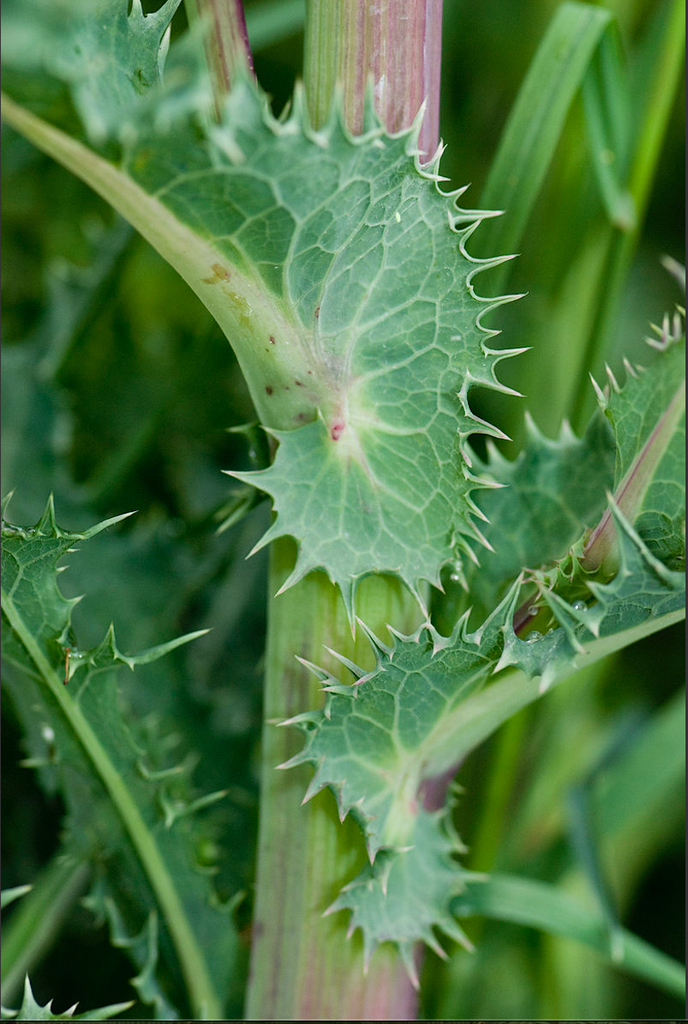Sonchus asper