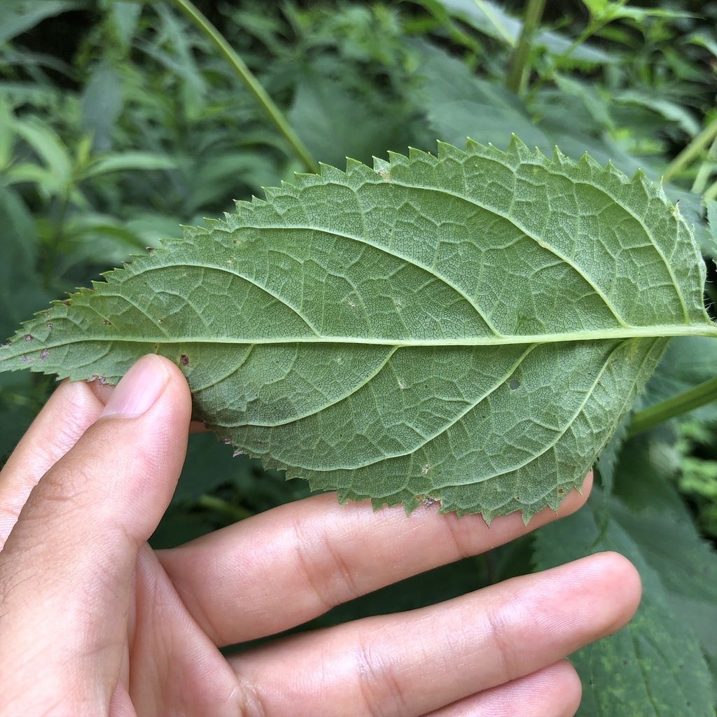 Underside of leaf