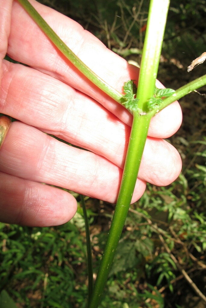 Stem