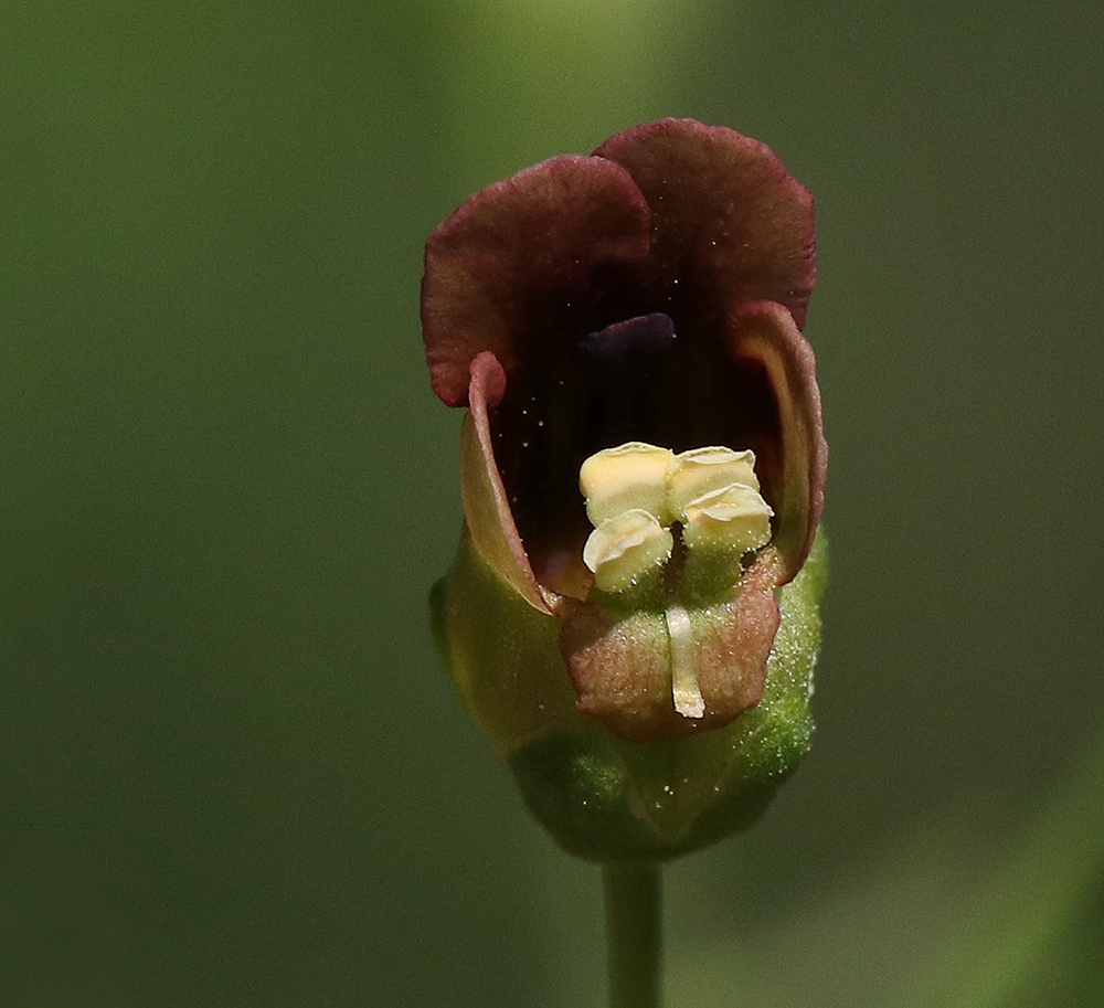Flower detail
