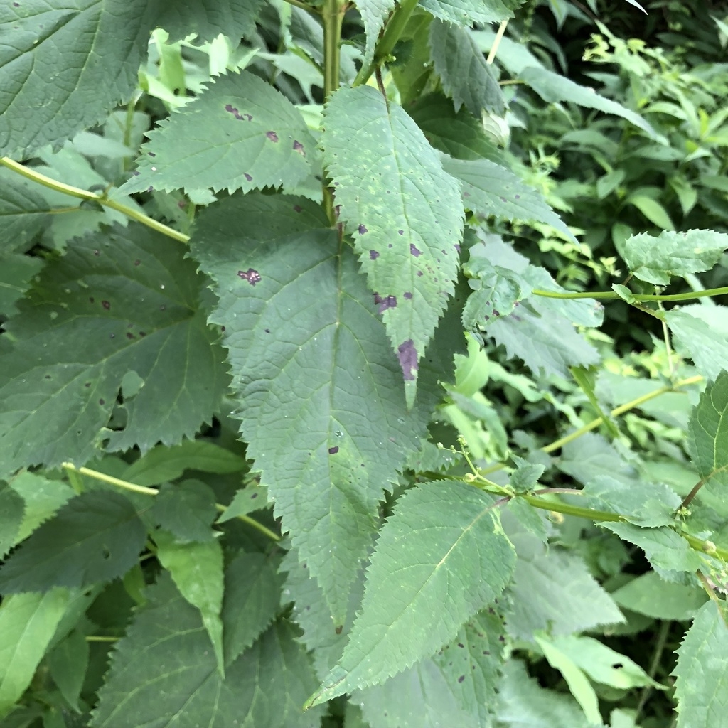 Leaves
