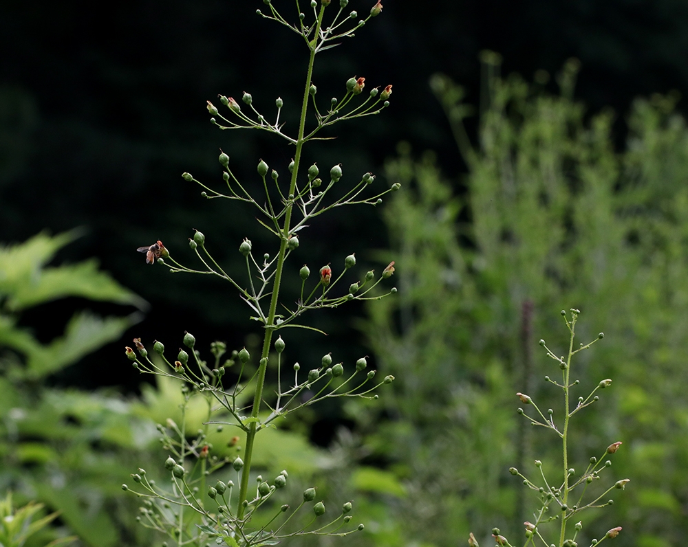 Panicle of flowers