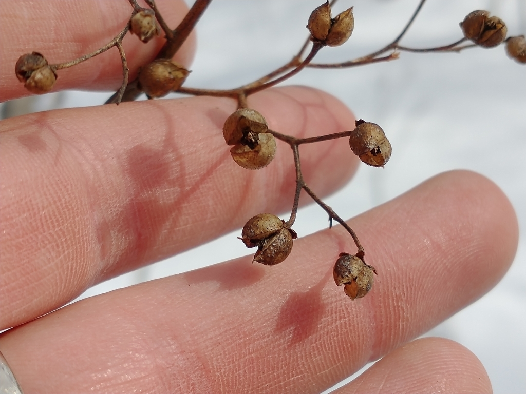 Mature capsules have split open