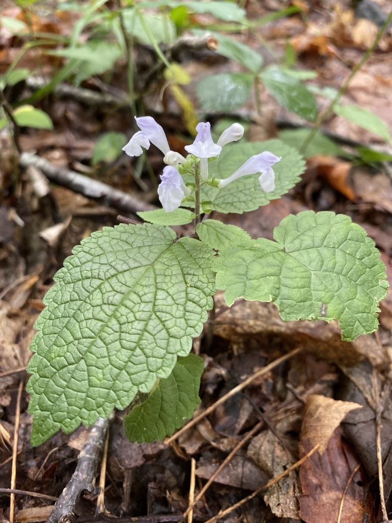 Leaves