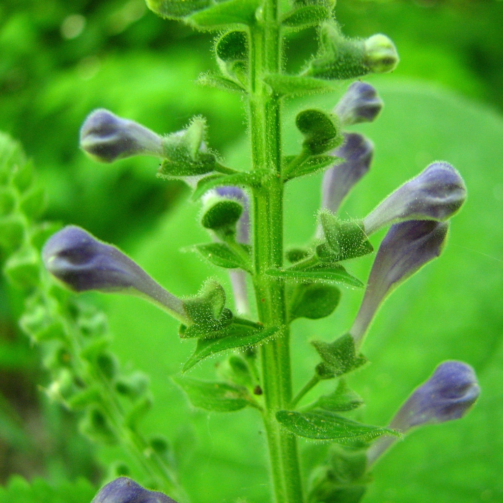 Square stem