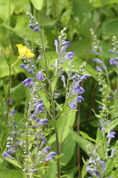 Scutellaria incana