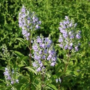 Scutellaria incana