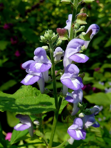 Scutellaria incana