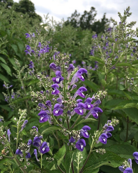 Scutellaria incana