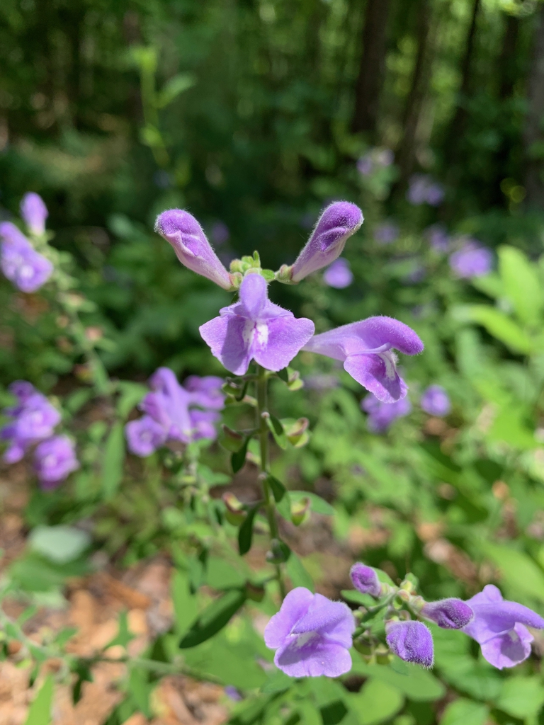 flower closeup, Union County, NC