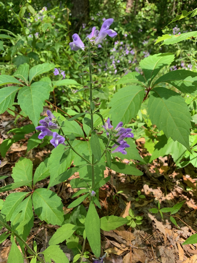 full plant, late spring, Union County, NC