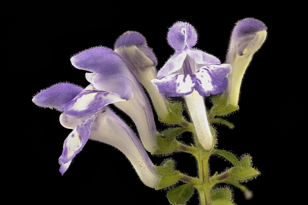 Close up of flower