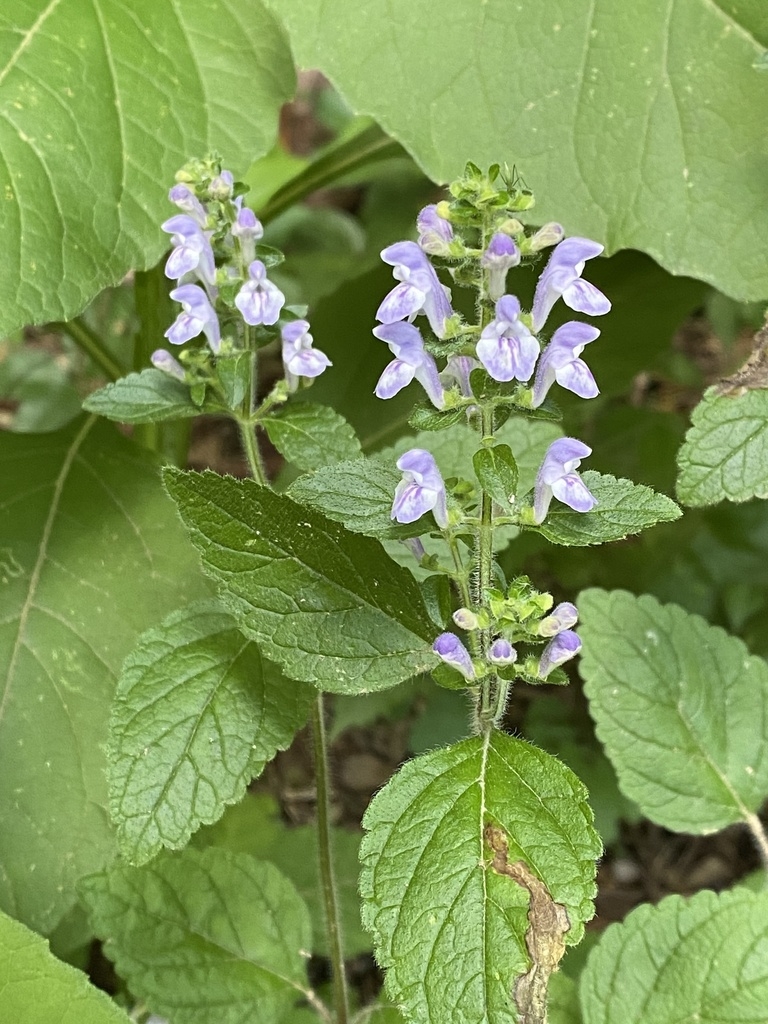 Form in Bloom